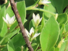 Oxygonum dregeanum