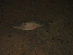 Cyprinus carpio