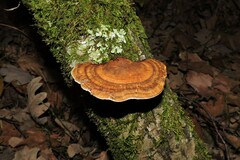 Daedaleopsis confragosa