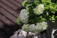 Viburnum macrocephalum