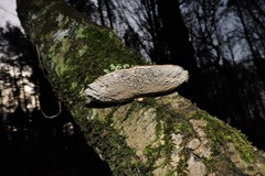 Daedaleopsis confragosa