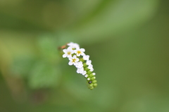 Heliotropium angiospermum