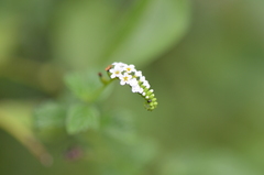 Heliotropium angiospermum