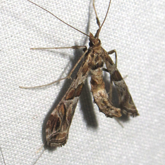 Lineodes interrupta