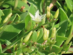 Oxygonum dregeanum