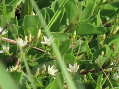 Oxygonum dregeanum