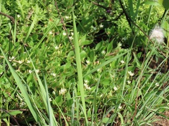 Oxygonum dregeanum