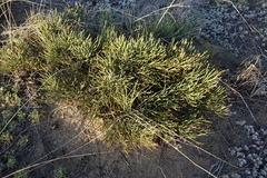Ephedra regeliana