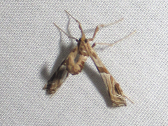 Lineodes interrupta