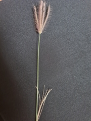 Cynodonteae