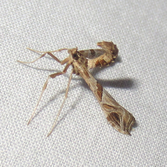 Lineodes interrupta