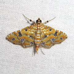 Ommatospila narcaeusalis