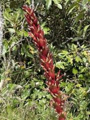 Tillandsia pastensis