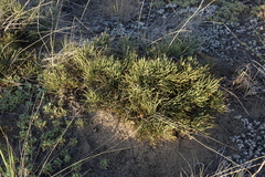 Ephedra regeliana
