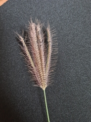 Cynodonteae
