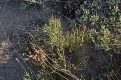 Ephedra regeliana