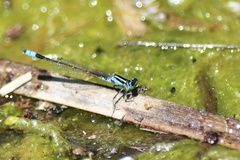 Ischnura fluviatilis