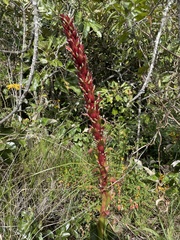 Tillandsia pastensis
