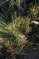 Ephedra regeliana
