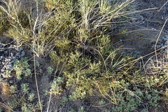 Ephedra regeliana