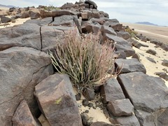 Kleinia longiflora