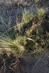 Ephedra regeliana
