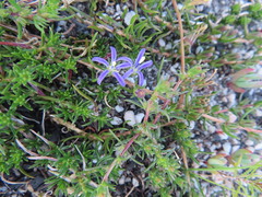 Wahlenbergia subulata