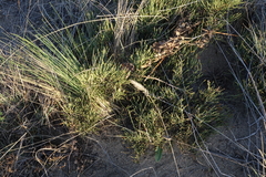 Ephedra regeliana