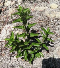 Gomphocarpus cancellatus