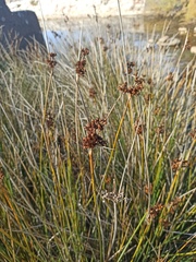 Juncus acutus