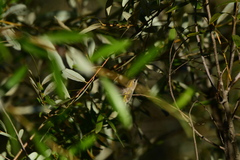 Calypte anna