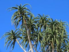 Aloidendron barberae