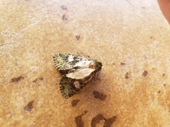 Phosphila miselioides