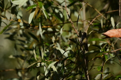 Calypte anna