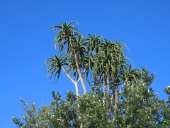 Aloidendron barberae