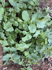 Raphanus raphanistrum