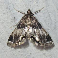 Usingeriessa
