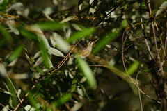 Calypte anna
