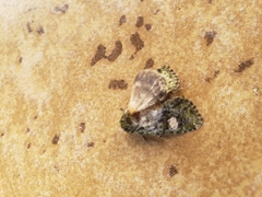 Phosphila miselioides