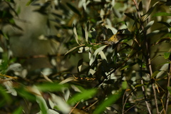 Calypte anna