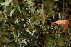 Calypte anna