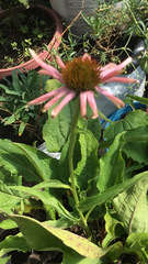 Echinacea laevigata