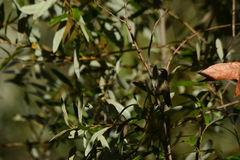 Calypte anna