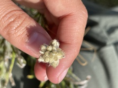 Pseudognaphalium