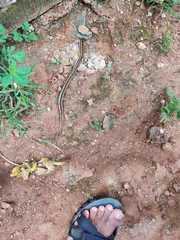 Amphiesma stolatum