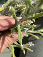 Pseudognaphalium