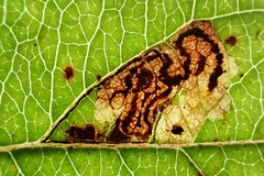 Stigmella magdalenae