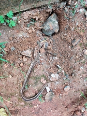 Amphiesma stolatum