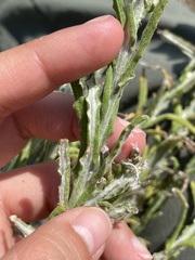 Pseudognaphalium