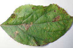 Stigmella magdalenae